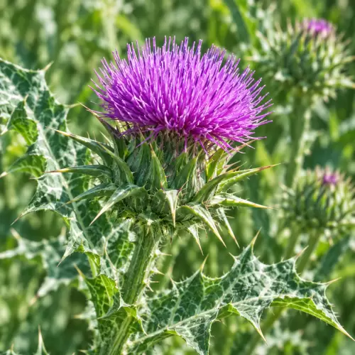 Milk Thistle