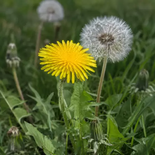 Dandelion