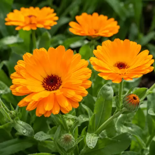 Calendula