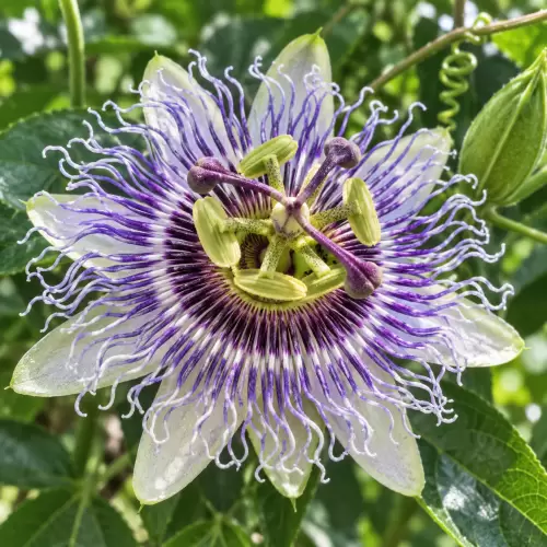 Passionflower
