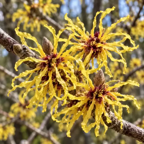 Witch Hazel