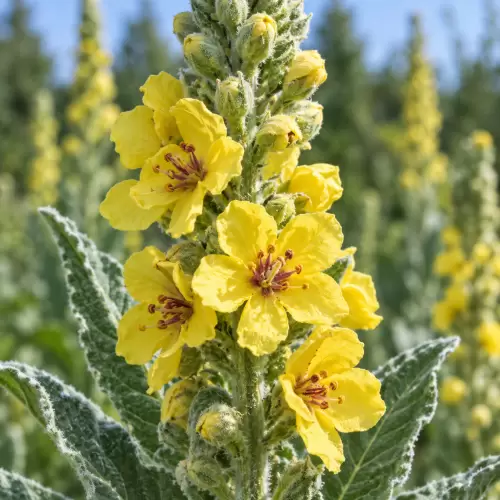 Mullein