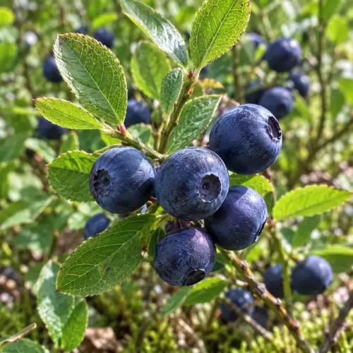 Bilberry