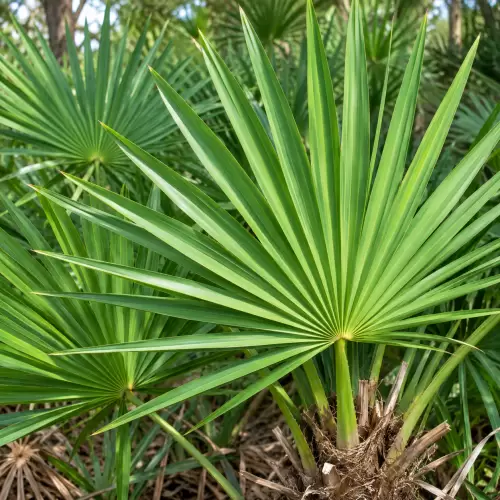 Saw Palmetto