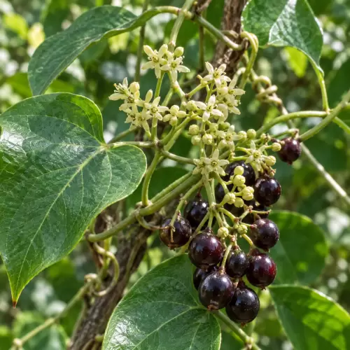 Sarsaparilla