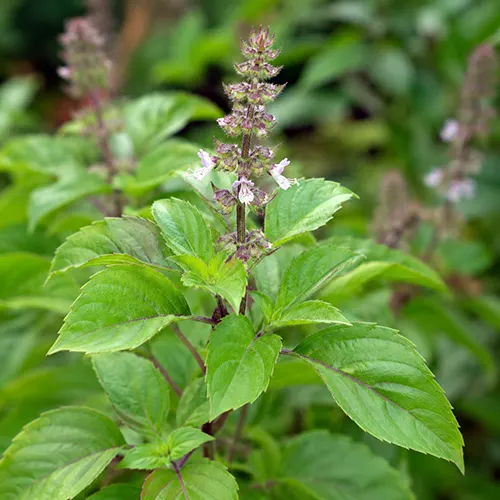 Holy Basil / Selasih
