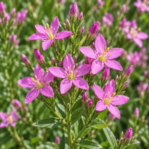 Centaury