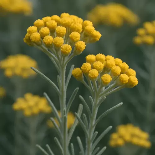 Curry Plant