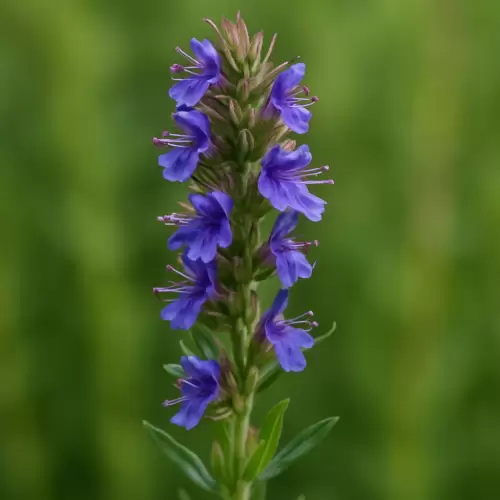 Hyssop