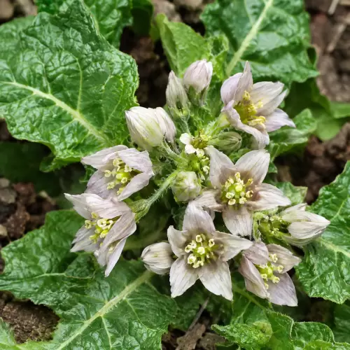 Mandragora