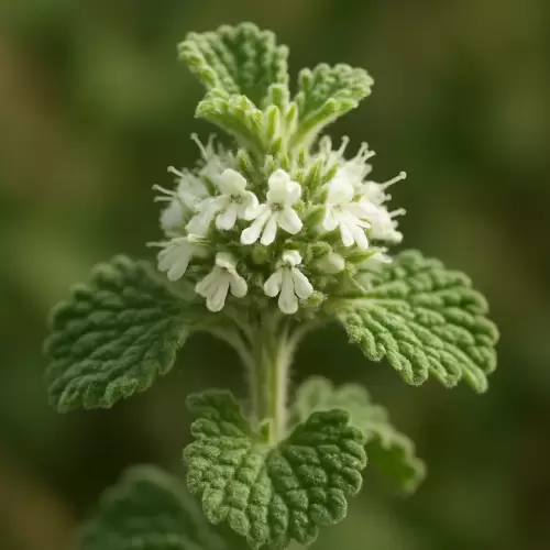Horehound