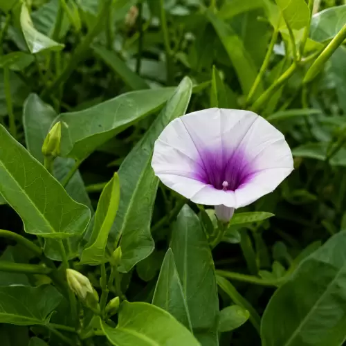 Kangkung