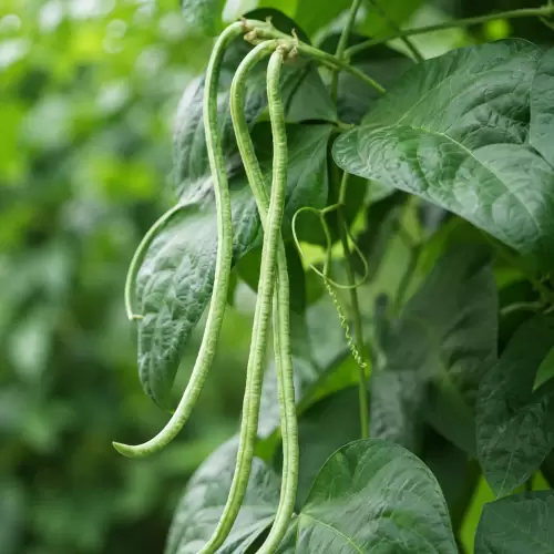 Kacang Panjang