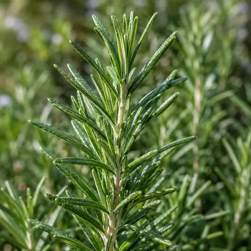 Rosemary
