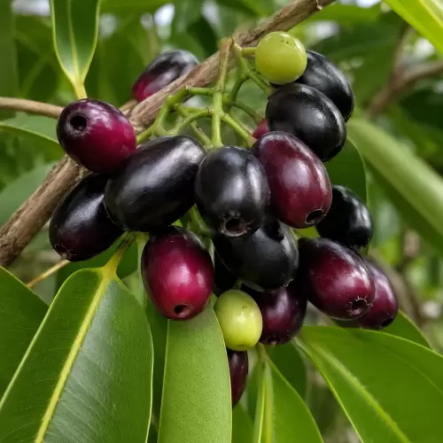 Jamblang / Duwet