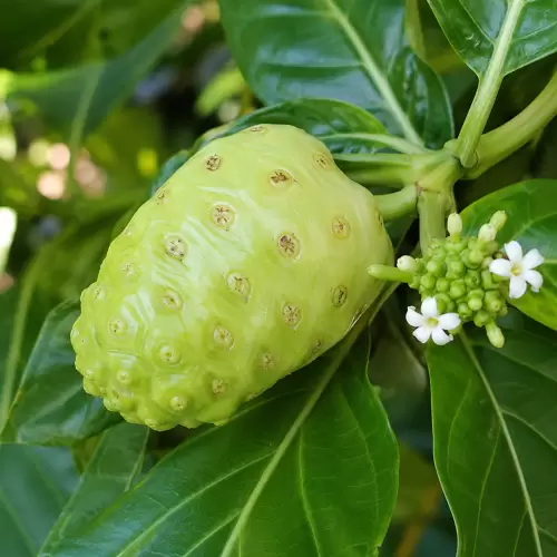 Mengkudu