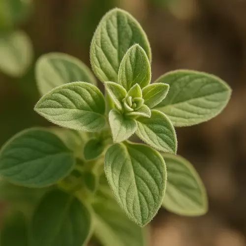 Za'atar / Syrian Oregano