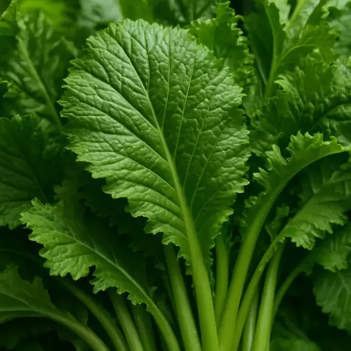 Mustard Greens / Sesawi