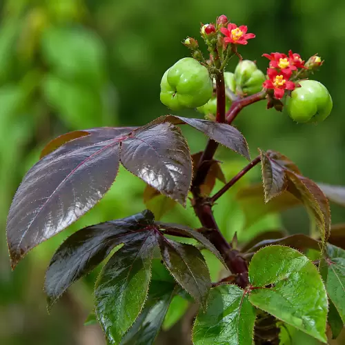 Jarak Merah