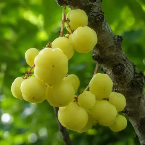 Ceremai