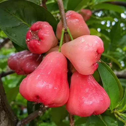 Jambu Air