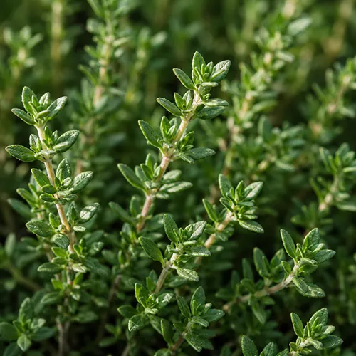 Thyme