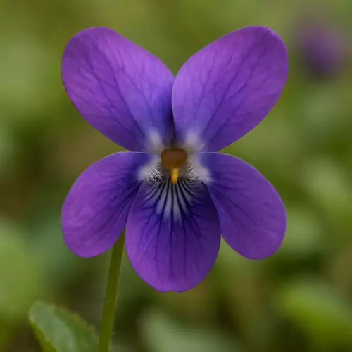 Sweet Violet