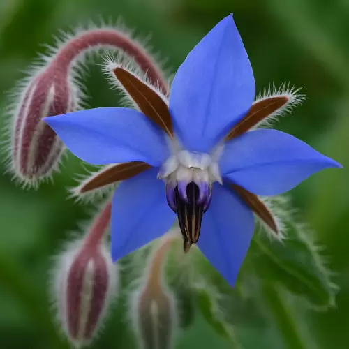 Borage
