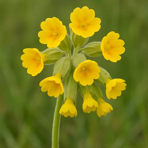 Cowslip
