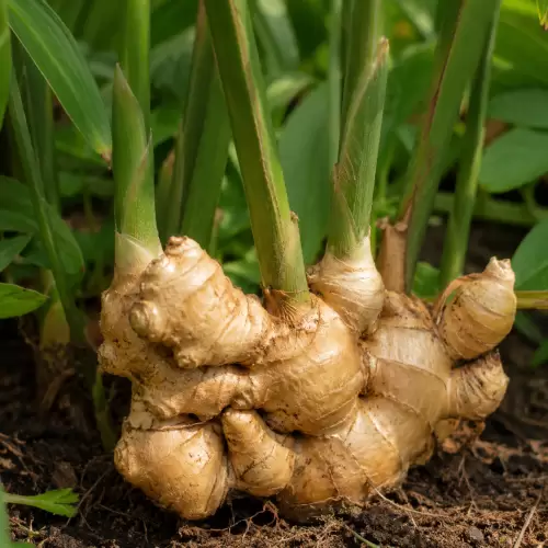 Ginger / Jahe