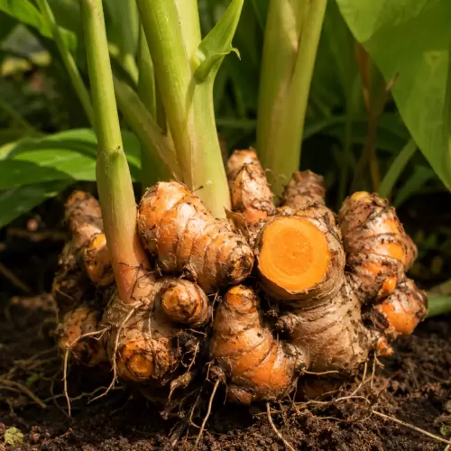 Turmeric / Kunyit