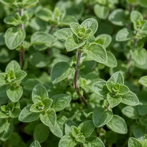Oregano