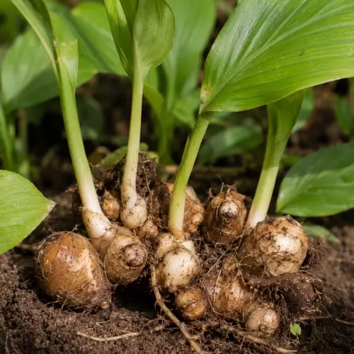 Lesser Galangal / Kencur