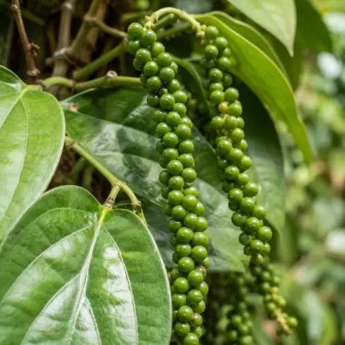 Black Pepper / Lada Hitam