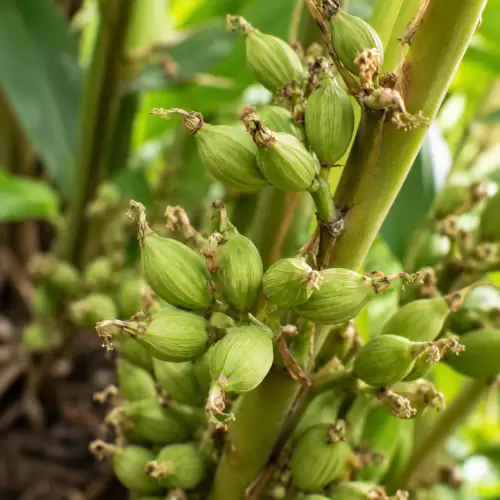 Cardamom / Kapulaga