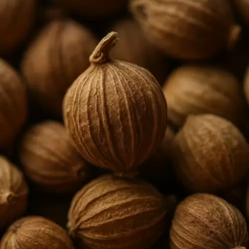 Java Cardamom / Kapulaga Jawa