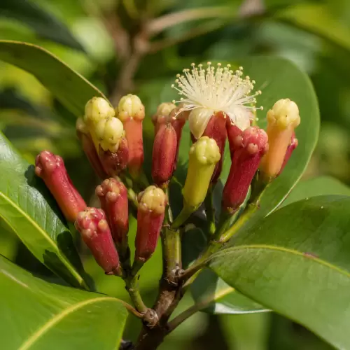 Clove / Cengkeh