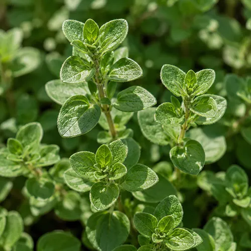 Marjoram