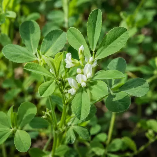 Fenugreek / Klabet