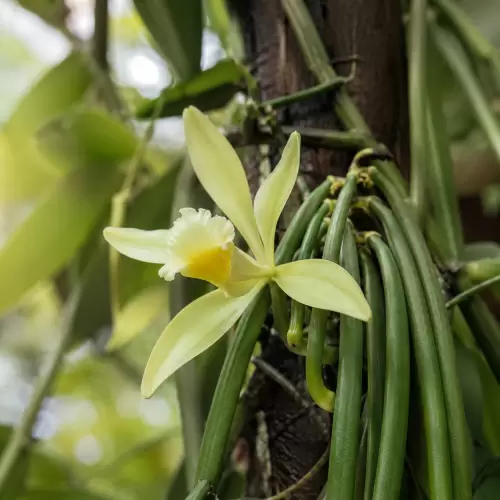 Vanilla / Vanili