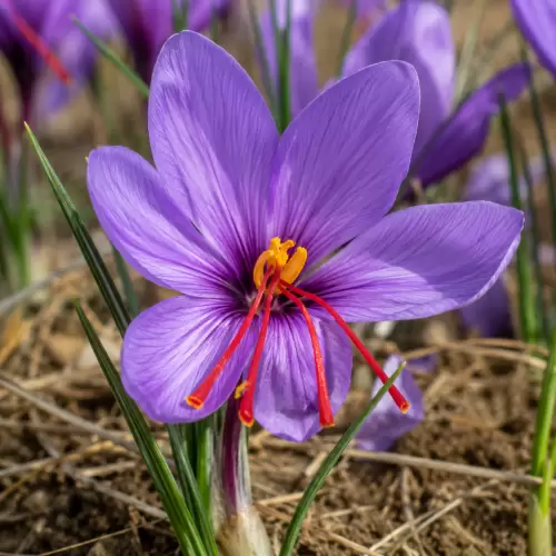 Saffron