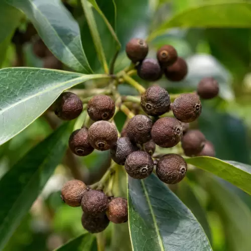 Allspice / Merica Jamaika