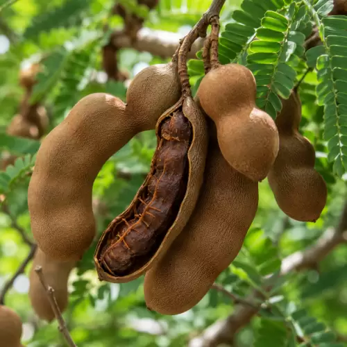 Tamarind / Asam Jawa