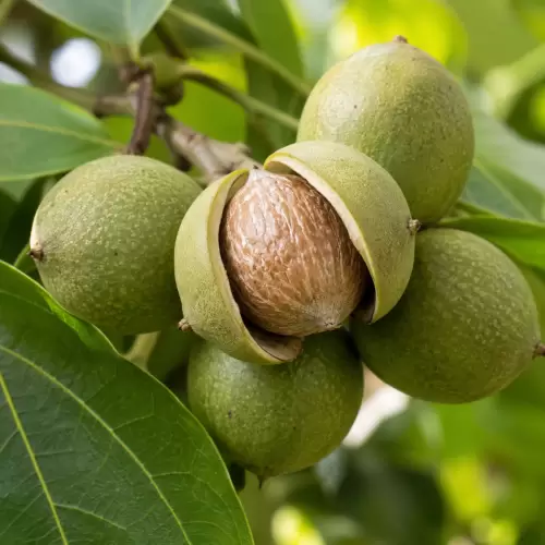 Candlenut / Kemiri