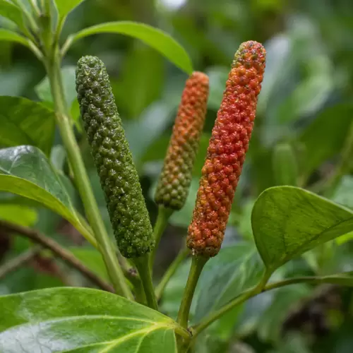 Javanese Long Pepper / Cabe Jawa