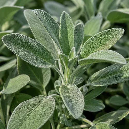 Sage