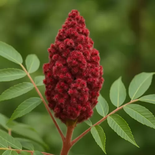 Sumac