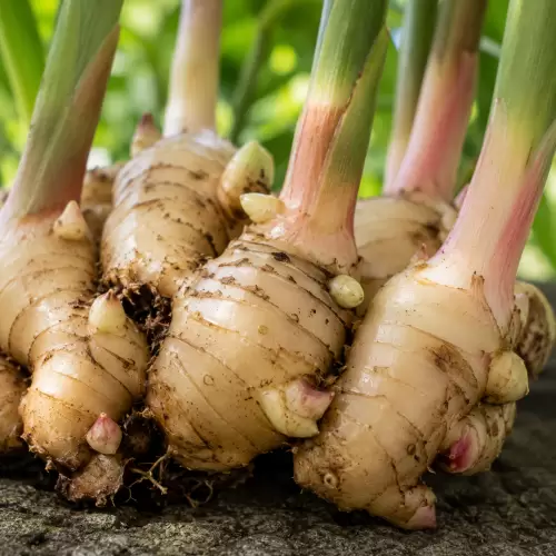 Shampoo Ginger / Lempuyang