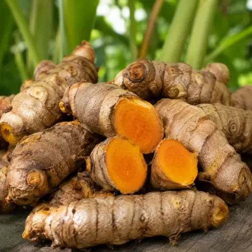 Temulawak / Javanese Turmeric