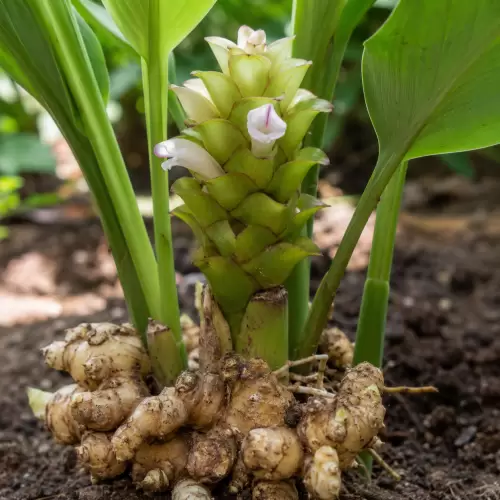 White Turmeric / Kunyit Putih